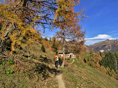 PIZZO BADILE (2044 m) ad anello colorato d’autunno da Piazzatorre-31ott22- FOTOGALLERY